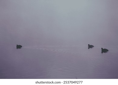 A serene scene of three waterbirds gliding through calm waters shrouded in dense fog. The muted colors and quiet ambiance convey peace and solitude. - Powered by Shutterstock