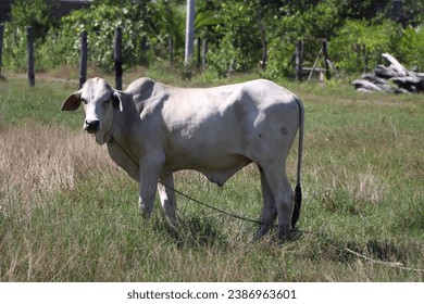 A serene scene unfolds as a majestic white adult cow grazes on lush green grass beneath a vast, clear sky. Nature's simplicity captured in a tranquil pastoral moment.