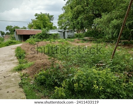 A serene Shutterstock image capturing the charm of countryside tranquility. The picture showcases lush green village greens, radiating a peaceful vibe.