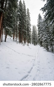 A serene snowy forest path lined with tall pine trees, showcasing a winter wonderland scene.