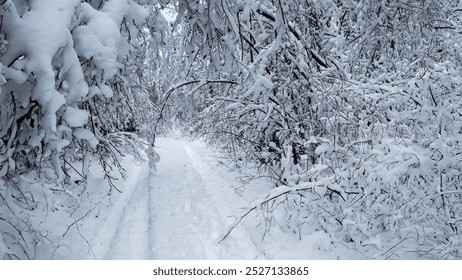 A serene, snowy forest pathway captures the essence of winter wonderland, evoking concepts of tranquility and the holiday season - Powered by Shutterstock