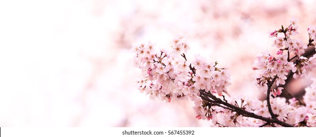 Serene spring cherry blossoms with many new flower buds in darker pink color. Wide Title header dimension image. Intentionally shot in surreal impressional color.