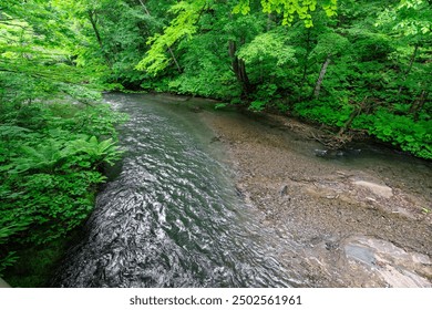 Serene Stream Flowing Through a Lush Green Forest, Oirase River, Aomori, Japan - Powered by Shutterstock