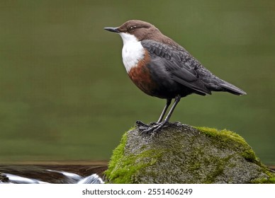 A serene stream, its water gently flowing over smooth rocks. Perched on one of these rocks is a dipper, a small bird with a distinctive white throat and chest, contrasting with its dark brown body.  - Powered by Shutterstock