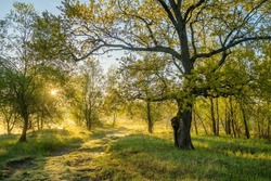 Serene Summer Rural Landscape With Green Trees And Country Dirt Road At Sunrise In Spring. Beautiful Morning Nature Scene With Blooming Trees And Plants At Sunny Springtime Morning