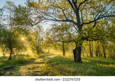 Serene summer rural landscape with green trees and country dirt road at sunrise in spring. Beautiful morning nature scene with blooming trees and plants at sunny springtime morning - Shutterstock ID 2122767233
