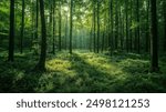 Serene Sunlit Forest with Lush Green Undergrowth - Peaceful Woodland Landscape