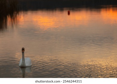 A Serene Sunset Reflection Featuring an Elegant Swan Gliding on Calm Water Surface - Powered by Shutterstock