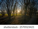 A serene sunset scene in Norman park, with warm light streaming through bare tree branches, casting long shadows on a forest pathway and grassy field in Bromley, UK