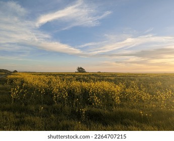 serene sunset splendor over Half Moon Bay farmland and coastal wildflower fields - Powered by Shutterstock