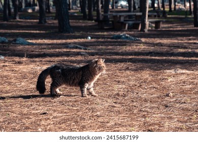 Serene tabby cat in Beit Shemen forest, Israel, amidst pine needles with picnic tables in the background, under soft daylight - Powered by Shutterstock