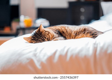 A serene tabby cat sleeps peacefully on a white bed, basking in sunlight. The cozy indoor setting highlights a tranquil, comfortable atmosphere ideal for relaxation. - Powered by Shutterstock