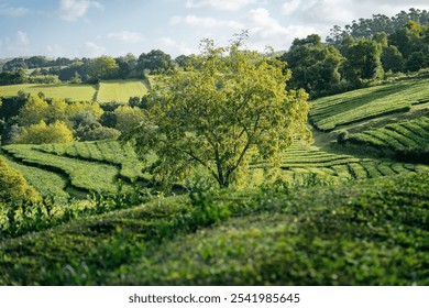 Serene Tea Plantation.Lush green tea fields stretch across gentle hills, with tall trees standing gracefully under a partly cloudy blue sky. The peaceful landscape is bathed in soft sunlight, creating - Powered by Shutterstock