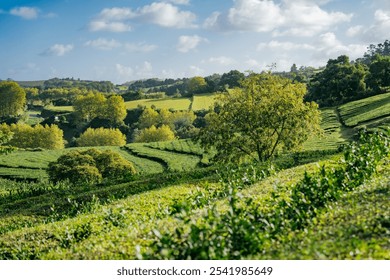 Serene Tea Plantation.Lush green tea fields stretch across gentle hills, with tall trees standing gracefully under a partly cloudy blue sky. The peaceful landscape is bathed in soft sunlight, creating - Powered by Shutterstock