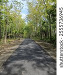 Serene teak forest with a black asphalt road winding through.

