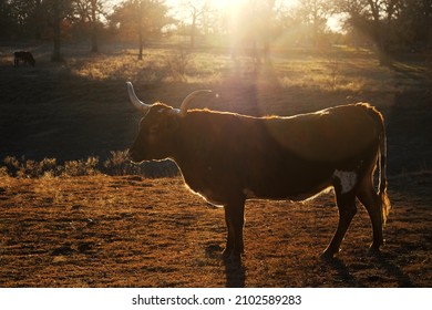 Serene Texas Longhorn Cow Portrait In Field During Farm Sunset.