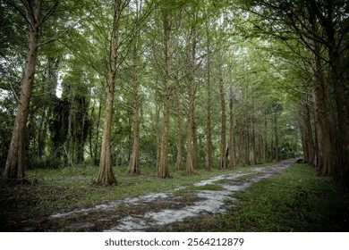 A Serene Tranquil Parallel Tree Lined Walkway through natures path