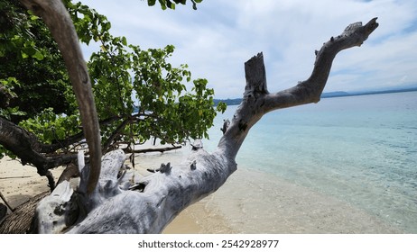 A serene tropical beach scene with a focus on a weathered driftwood branch extending over clear turquoise water.  - Powered by Shutterstock