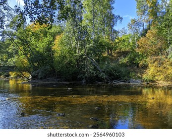 A serene view of Akerselva River in Oslo, Norway, with ducks swimming in the calm water surrounded by vibrant autumn foliage, lush trees, and sunlight illuminating the natural scene - Powered by Shutterstock