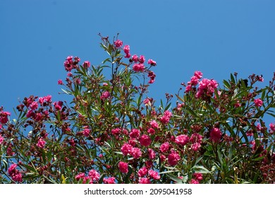 A Serene View Of Bougainvillea Vines On The Clear Blue Sky