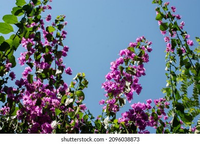 A Serene View Of Bougainvillea Vines On The Clear Blue Sky