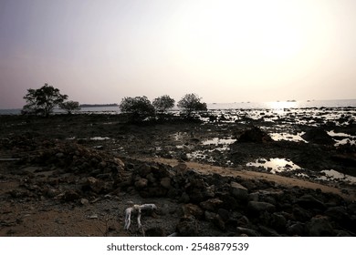 A serene view of coastal mangroves surrounded by a rocky shoreline, with the sun setting over the horizon - Powered by Shutterstock