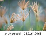 A serene view of delicate grass flowering plants in soft focus, capturing the beauty of nature and tranquility in warm light. Perfect for calming imagery.