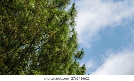 A serene view of pine tree branches against a bright blue sky with white fluffy clouds on a sunny day.
