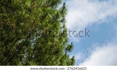 A serene view of pine tree branches against a bright blue sky with white fluffy clouds on a sunny day.