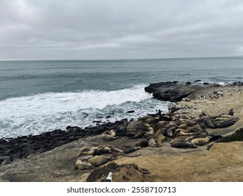 A serene view of sea lions lounging on rocky shores with gentle waves washing over the beach, under a cloudy sky. - Powered by Shutterstock