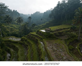 A serene view of terraced rice fields at dawn surrounded by lush greenery. - Powered by Shutterstock