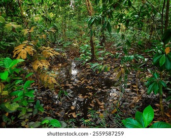 A serene view of a tropical forest showcasing a calm stream surrounded by dense greenery and natural tranquility. The lush vegetation and reflective water create a peaceful natural scenery. - Powered by Shutterstock