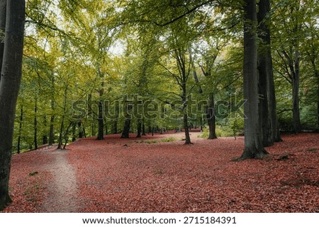 A serene walking path winds through a lush beech forest in Ramlosa Brunnspark, Sweden, featuring a dense carpet of vibrant red and orange autumn leaves on the forest floor.