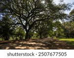 Serene Walkway beneath the Trees in Ibirapuera Park - São Paulo, Brazil