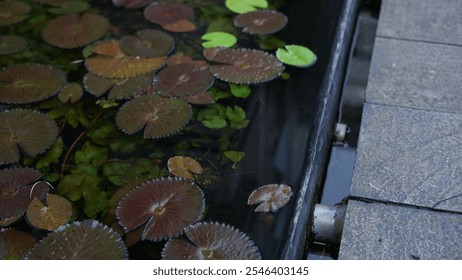 A serene water lily blooming gracefully on a clear, tranquil pond. The vibrant petals and floating green leaves create a peaceful, natural scene perfect for concepts of beauty, calm, and harmony - Powered by Shutterstock