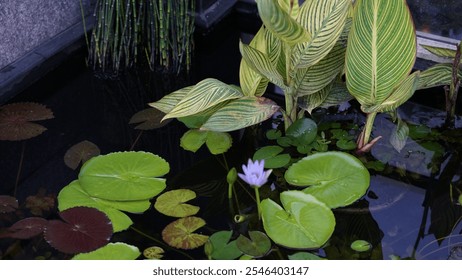 A serene water lily blooming gracefully on a clear, tranquil pond. The vibrant petals and floating green leaves create a peaceful, natural scene perfect for concepts of beauty, calm, and harmony - Powered by Shutterstock