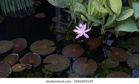 A serene water lily blooming gracefully on a clear, tranquil pond. The vibrant petals and floating green leaves create a peaceful, natural scene perfect for concepts of beauty, calm, and harmony - Powered by Shutterstock