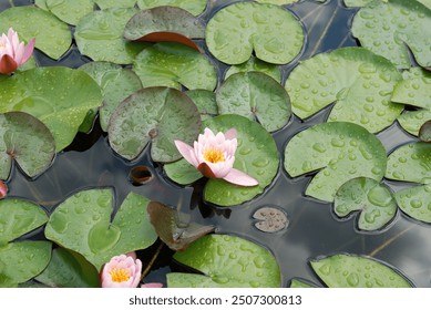 A serene water lily blooms amidst green lily pads on a tranquil pond, symbolizing peace and purity with its delicate pink petals - Powered by Shutterstock