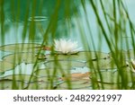 A serene water lily surrounded by green pads on a tranquil pond.