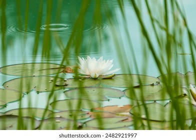 A serene water lily surrounded by green pads on a tranquil pond. - Powered by Shutterstock