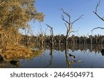 Serene water, trees and a clear blue sky at Gum Swamp near Forbes in New South Wales, Australia