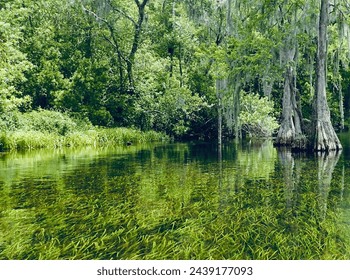 Serene Waterscape with Dense Greenery and Wildlife