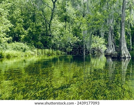 Serene Waterscape with Dense Greenery and Wildlife