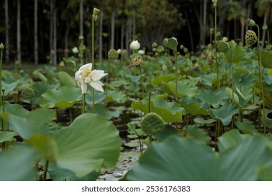 Serene white lotus flowers emerge from a tranquil pond, surrounded by large circular lily pads in a tropical garden. Palm trees create a lush backdrop, capturing the essence of Mauritius’ beauty. - Powered by Shutterstock