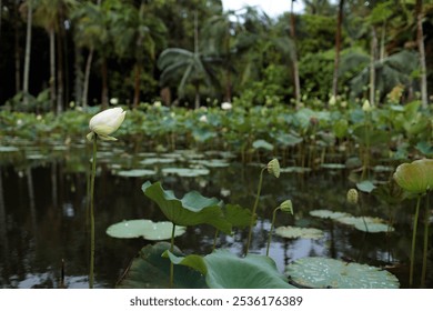 Serene white lotus flowers emerge from a tranquil pond, surrounded by large circular lily pads in a tropical garden. Palm trees create a lush backdrop, capturing the essence of Mauritius’ beauty. - Powered by Shutterstock