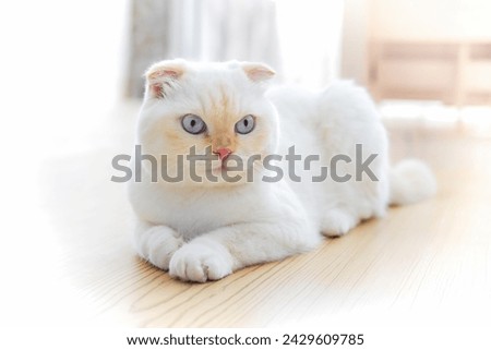 Serene white Scottish Fold with blue eyes lying on wooden floor with soft light. National cat day. National pet day. Scottish Fold cat day.