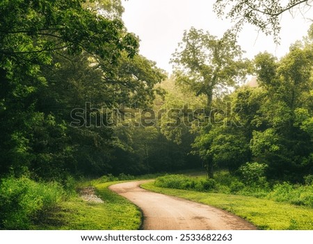 A serene winding path through a lush green forest on a misty morning