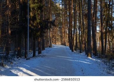 A serene winter forest path covered in snow, surrounded by tall pine trees, with sunlight filtering through, creating long shadows.