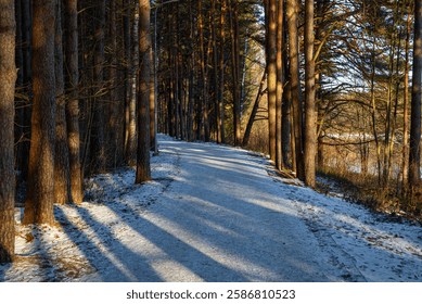 A serene winter forest path covered in snow, surrounded by tall pine trees, with sunlight filtering through, creating long shadows.