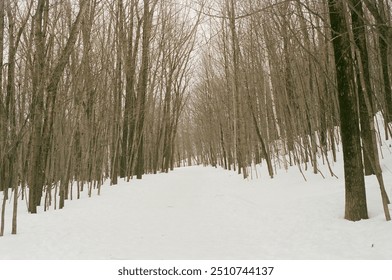 Serene Winter Forest Pathway, Winter Forest  - Powered by Shutterstock